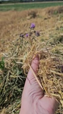 Rüzgârın savurduğu samandan bir tutam saman. Arka planda bir tarla, bir çiçek, ufukta ağaçlar...