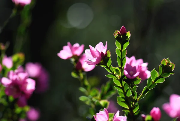 Backlit Deep Pink Flowers Australian Native Rose Boronia Serrulata Family — Stock Photo, Image