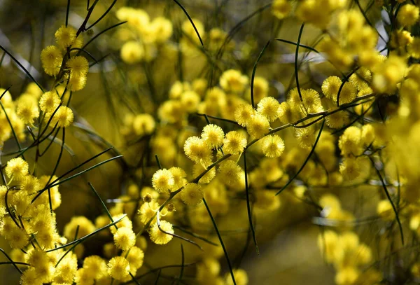 Sárga Virágok Ausztrál Őshonos Needle Wattle Acacia Havilandiorum Család Fabaceae — Stock Fotó