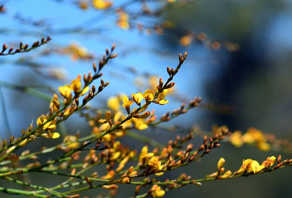 Желтые Цветы Лихорадочные Филлоды Австралийской Родной Метлы Viminaria Juncea Семейства — стоковое фото