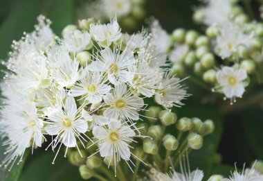Avustralya 'nın yerlisi Lemon Myrtle, Backhousia citriodora, Myrtaceae ailesinin beyaz çiçek ve tomurcuklarını kapatın. Yeni Güney Galler ve Queensland kıyı ormanlarına yayılmış. Limon aromalı yapraklar.