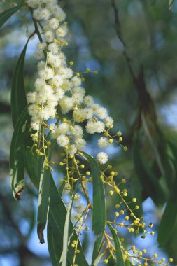 Altın Gıdıklama 'nın sarı çiçekleri, Acacia pycnantha, Fabaceae ailesi. Endemik Avustralya 'nın güneydoğusunda. Avustralya Cumhuriyeti armasında beliriyor..