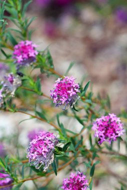 Rose Banjine pirinç çiçeğinin pembe ve mor çiçekleri, Pimelea rosea, Thymelaeaceae ailesinin. Endemic Batı Avustralya 'nın güneybatı kıyısında. Bahar çiçekleri.