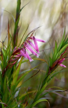 Avustralyalı yerli Dracophyllum macranthum 'un pembe boru çiçekleri, Ericaceae ailesi, Epacridoideae alt familyası. Bahar çiçekleri. NSW 'nin kuzey kıyısındaki açık ormanlarda nemli kaya salgınları..