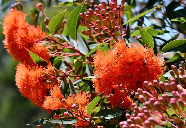 Czerwone Kwiaty Pomarańczy Różowe Pąki Australijskiego Rodzimego Drzewa Kwitnącej Gumy — Zdjęcie stockowe
