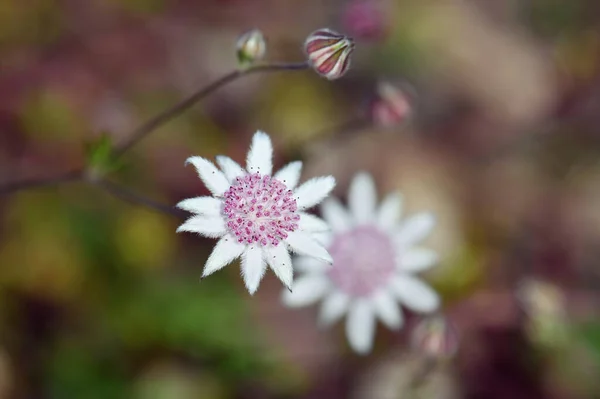 Нежный Редкий Австралийский Уроженец Pink Flannel Flower Actinotus Forsythii Семейство — стоковое фото