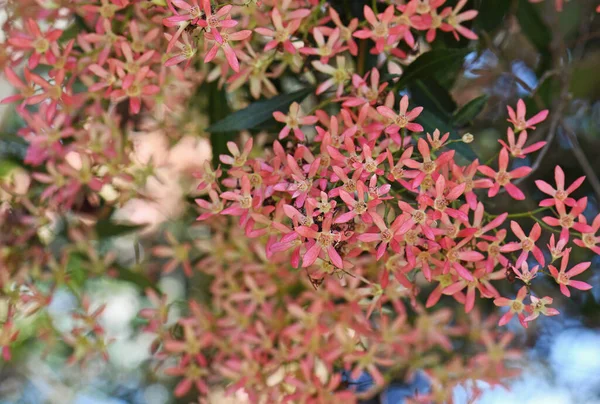 Pink Bracts New South Wales Christmas Bush Ceratopetalum Gummiferum Čeledi — Stock fotografie