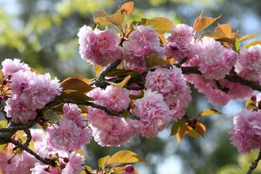 Pembe Çiçekli Kiraz, Prunus serrulata Kanzan, Rosaceae familyasından iki çiçeğin güzel bahar arkaplanı. Ayrıca Doğu Asya Kirazı ve Sekiyama olarak da bilinir. Japon tarlaları Edo döneminde gelişti.. 