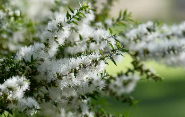 Cream white flowers of an Australian native Melaleuca tea tree, family Myrtaceae. Endemic to NSW. Also known as honey myrtle. Leaves provide tea tree oil used as antiseptic, in perfume industry. Spring and summer flowering.