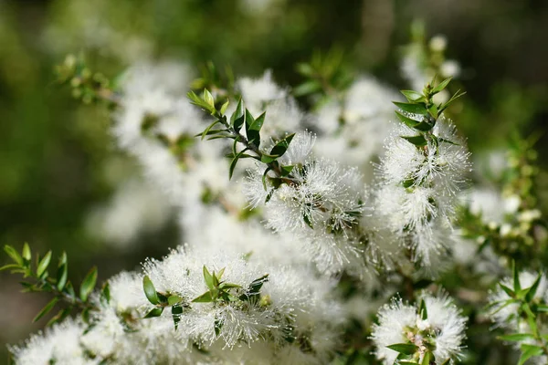 stock image Cream white flowers of an Australian native Melaleuca tea tree, family Myrtaceae. Endemic to NSW. Also known as honey myrtle. Leaves provide tea tree oil used as antiseptic, in perfume industry. Spring and summer flowering.