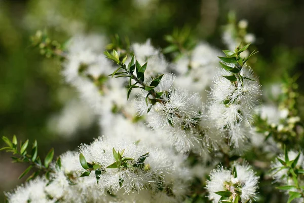Nata Flores Brancas Uma Árvore Chá Melaleuca Nativa Australiana Família Fotos De Bancos De Imagens