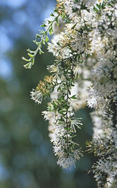 Batı Avustralyalı yerli örümcek çiçeği Grevillea vestita 'nın beyaz dalları ve çiçekleri, Proteaceae ailesi. Kıştan bahara çiçek açmaya. Yaprakları dökülmüş çalılar..