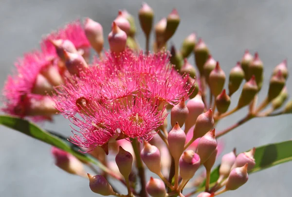 stock image Sunlit pink blossoms and buds of the Australian native flowering gum tree Corymbia ficifolia, Family Myrtaceae. Summer flowering