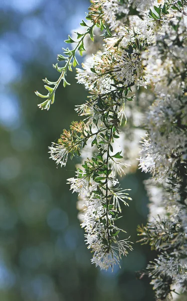 Trailing Takken Witte Bloemen Van West Australische Inheemse Spinnenbloem Grevillea — Stockfoto