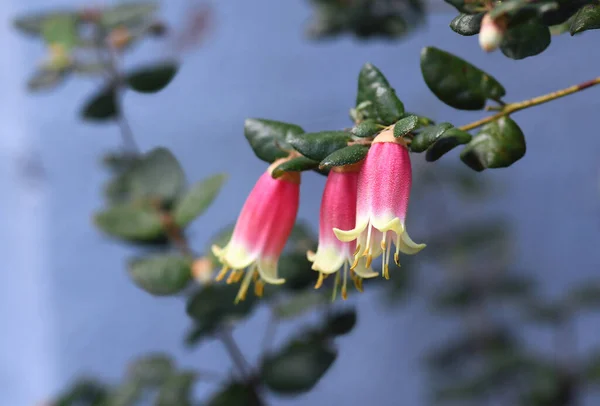 Белловидные Розовые Сливочные Цветы Австралийской Федерации Корреа Belle Семейства Rutaceae — стоковое фото