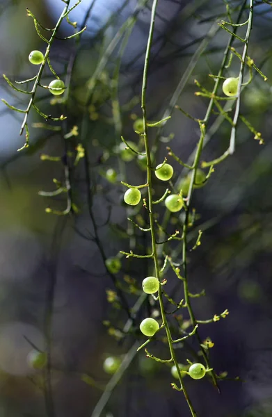 Mały Przezroczysty Krzak Tucker Jadalne Zielone Owoce Australijskiego Rodzimego Krzewu — Zdjęcie stockowe