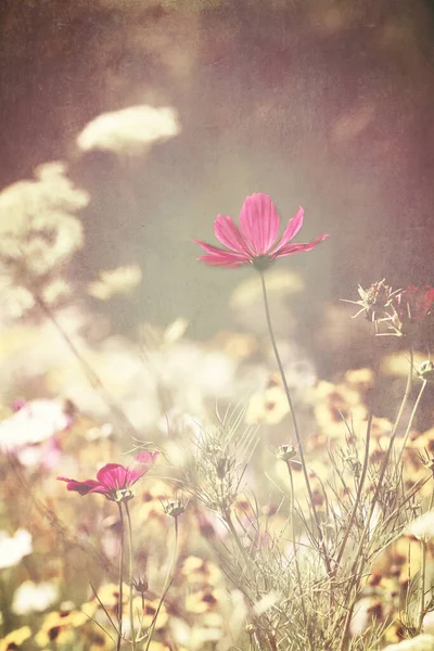 Vintage Faded Grunge Textured Wildflower Meadow Central Pink Cosmos Flower — Stock Photo, Image