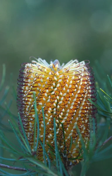 Nahaufnahme Von Blüten Und Blütenständen Der Australischen Hairpin Banksia Banksia — Stockfoto
