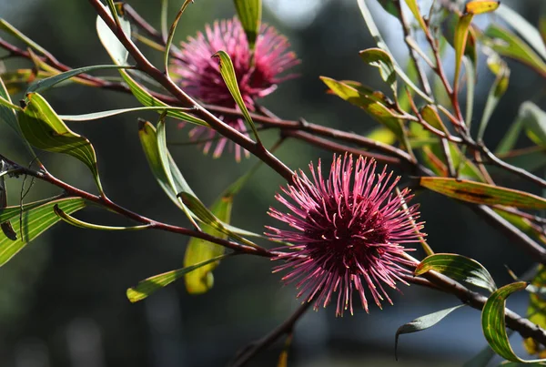 Засвітлені Червоні Рожеві Квітки Австралійської Родини Proteaceae Родини Pin Cushion — стокове фото