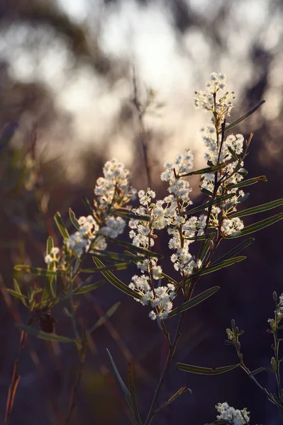 Backlit Australian Native Fragrant Sweet Wattle Flowers Acacia Suaveolens Family — стокове фото