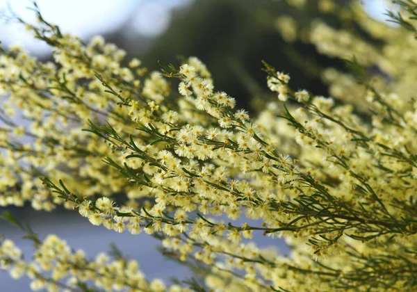 Fiori Gialli Retroilluminati Nativo Australiano Bent Leaf Wattle Acacia Flexifolia — Foto Stock