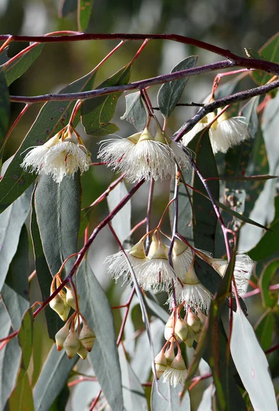 Fehér Krém Virágok Bimbók Ausztrál Őshonos Mugga Vagy Vörös Ironbark — Stock Fotó