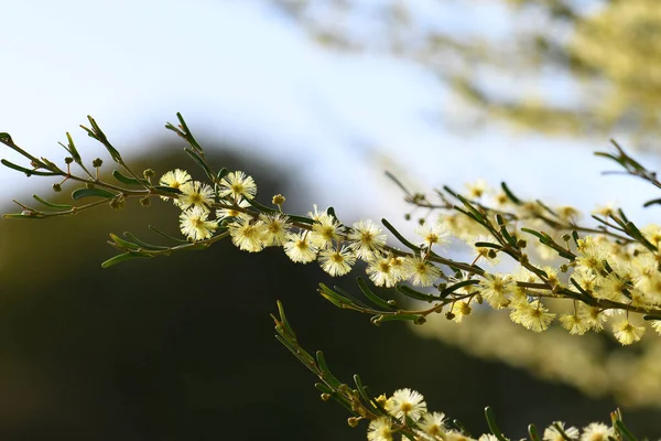 Жовті Квіти Австралійського Рідного Bent Leaf Wattle Acacia Flexifolia Родини — стокове фото