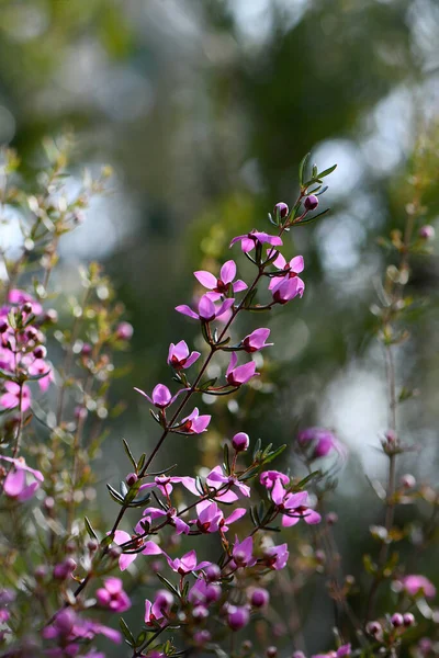 Flores Rosas Retroiluminadas Del Arbusto Nativo Australiano Boronia Ledifolia Familia — Foto de Stock