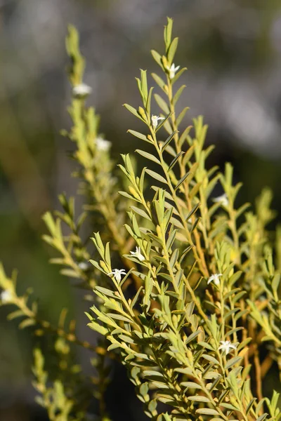 Folhagem Pequenas Flores Amarelas Brancas Raro Arbusto Nativo Australiano Olax — Fotografia de Stock