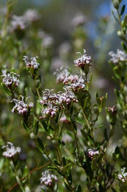 Avustralya yerlisi gri örümcek çiçeği, Grevillea sphacelata, Proteaceae familyası, Sydney sclerophyll ormanında. Ormana özgü küçük çalılar ve doğu NSW 'nin kumlu topraklarındaki ormanlar. Tüm yıl boyunca çiçekler. Grevillea buxifolia 'nın eski alt türleri