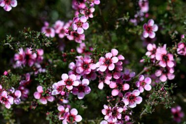 Sydney 'de yetişen Myrtaceae ailesi Leptospermum scoparium cultivar' ın Avustralya yerlisi pembe Manuka çay ağacı çiçekleri. Güneydoğu Avustralya 'da NSW, Victoria ve Tazmanya' da endemik.