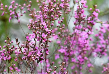 Sidney Boronia ledifolia, Rutaceae familyasının Avustralya 'daki pembe çiçekleri Sklerophyll ormanında yetişir. Kıştan bahara çiçek açmaya. Yaban çiçeği çayırı