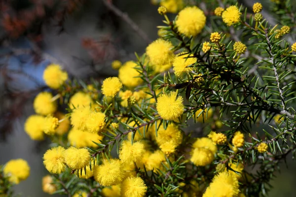 Closeup Flores Amarelas Folhas Espinhosas Finas Australiano Nativo Hedgehog Wattle — Fotografia de Stock