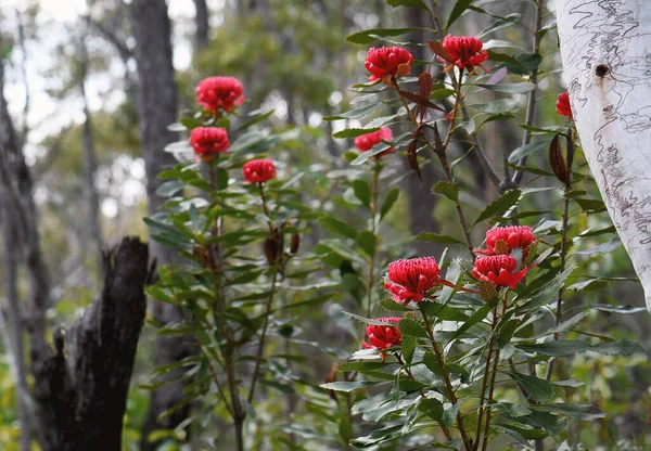Iconic Australian native red waratah flowers, Telopea speciosissima, family Proteaceae, growing in Sydney forest understorey amidst Scribbly Gum Trees, Eucalyptus haemostoma, family Myrtaceae. Floral emblem of NSW.