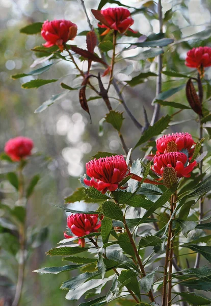 Iconic Australian native red waratah flowers, Telopea speciosissima, family Proteaceae, growing in Sydney forest understorey amidst Scribbly Gum Trees, Eucalyptus haemostoma, family Myrtaceae. Floral emblem of NSW.
