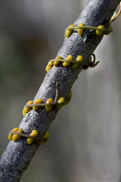 Close up of twining stem and haustoria of the parasitic vine Cassytha pubescens, family Lauraceae. Known as Dodder Laurel or Devils Twine. Taps into xylem of host plant to extract water and nutrients. Endemic to southeastern Australia.