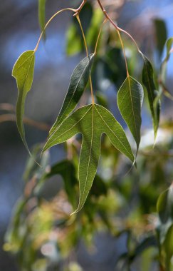 Avustralya yerlisi Kurrajong Brachychiton populaneus subsp 'in yaprağını kapat. Trilobus, Malvaceae ailesi. Doğu Avustralya 'ya Endemic, Victoria' ya Queensland kıyıları ve iç kısımları. Kuraklığa dayanıklı. Çiftlik hayvanları için gölge ve yem olarak kullanılır..