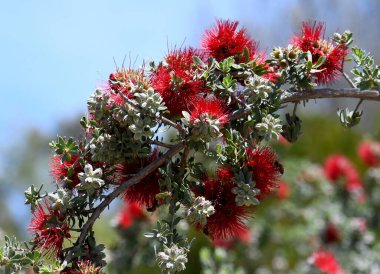 Avustralya yerli çalısı Granite Kunzea, Kunzea pulchella, Myrtaceae ailesinin kırmızı çiçekleri. Sert türler, batı Avustralya 'nın güneybatısındaki kumlu topraklara ve granit çıkıntılarına endemiktir.. 