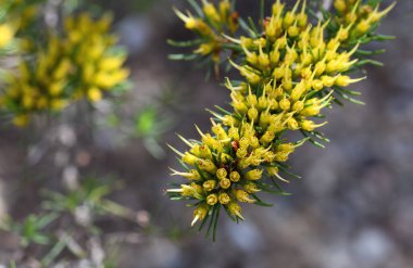 Sarı nektar, nadir bulunan Avustralya yerlisi Homoranthus prolixus 'un Myrtaceae ailesinin çiçeklerini doldurdu. Kuzey NSW 'de Inverell yakınlarındaki granit çıkıntılarında yarıklara yayılan bir hastalık. Savunmasız türler. Katmanlı heykeltraş bitkisi