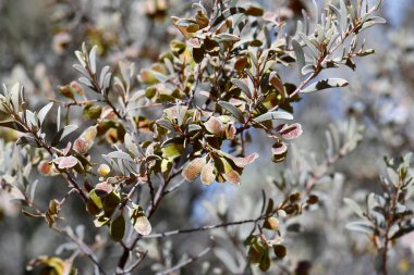 Avustralya 'nın yerlisi Desert Mulga gagalı Acacia minyura' nın tohumları ve filllodları, ailesi Fabaceae. Avustralya 'nın iç kısımlarında Pilbara, Batı Avustralya, Kuzey Toprakları ve Orta Güney Avustralya' dan gelen kurak toprak ve kum tepelerine endemik.