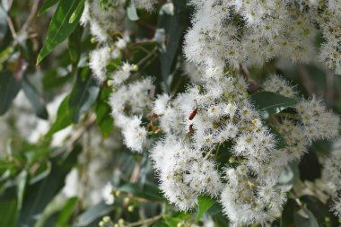 Avustralya doğumlu Broad Leaved Apple sakız ağacı, Angophora subvelutina, Myrtaceae ailesinin beyaz çiçekleri. Doğu Avustralya 'ya özgü büyük bir ağaç. Böcek uzun burunlu bir Lycid, Porrostoma rhipidium, nektarla besleniyor.