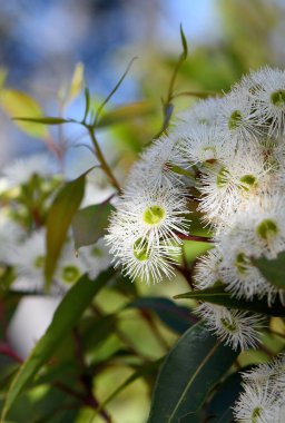 Avustralya yerlisi Red Bloodwood 'un beyaz çiçekleri, Corymbia gummifera, Myrtaceae ailesi, Sydney Woodland, NSW' de. Eucalyptus Gummifera olarak da bilinir. Endemik Avustralya 'nın doğu kıyısında.