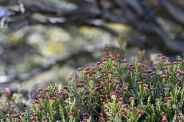 Avustralya 'nın Alp Dağları' nın kırmızı çiçekleri, Asteraceae familyasından, arka planda kar sakızları bulunan Everlasting Ozothamnus Alpinus, Kosciusko bölgesi, NSW. NSW ve Vic Alp ve Subalpin bölgelerine endemik