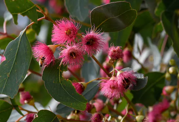 Bijen Roze Bloesems Van Australische Mugga Roodijzerschors Eucalyptus Sideroxylon Familie Rechtenvrije Stockafbeeldingen