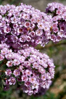 Avustralyalı Paddys 'in pembe çiçekleri Chamelaucium balmumu ve Verticordia tüyü çiçeği, Myrtaceae ailesi. Buz ve kuraklığa dayanıklı tarla..