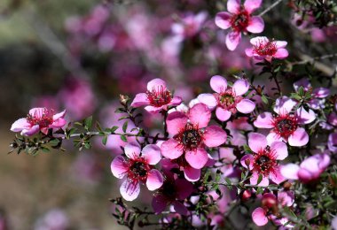 Sydney 'de yetişen Myrtaceae ailesi Leptospermum scoparium cultivar' ın Avustralya yerlisi pembe Manuka çay ağacı çiçeklerini kapatın. Güneydoğu Avustralya 'da NSW, Victoria ve Tazmanya' da endemik.