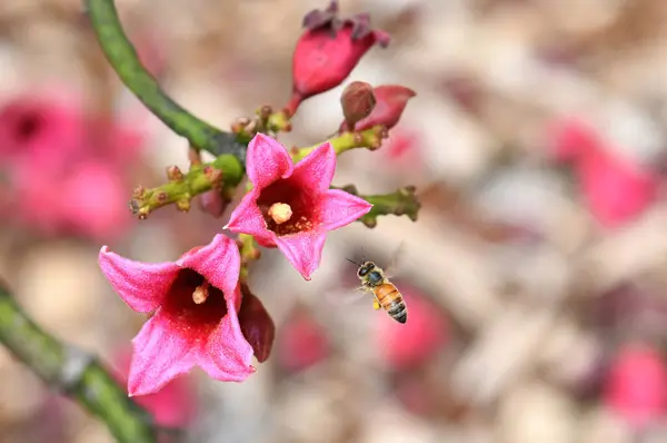 stock image Bee flying into large pink bell shaped flowers of the Australian native Clarabelle Kurrajong Brachychiton vinicolor, family Malvaceae. Naturally occurring hybrid of acerifolius and discolor. Endemic to Queensland and NSW