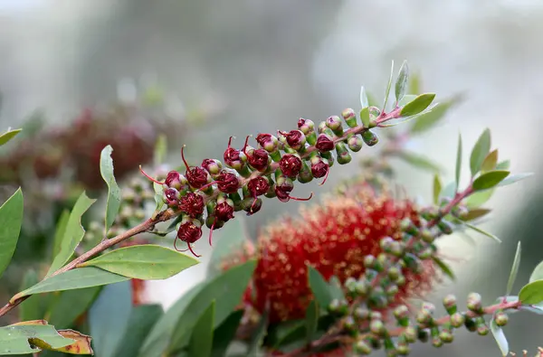 stock image Closeup of unfurling buds of the deep red flower of Australian native gold tipped bottlebrush Callistemon pollandi, family Proteaceae. Endemic to northeastern Queensland.