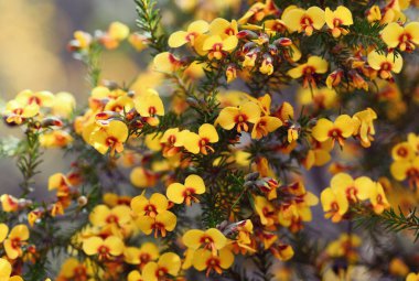 Close up of vibrant yellow red pea flowers of Australian native Eggs and Bacon Dillwynia retorta, family Fabaceae, growing in Sydney sandstone heath, shrubland, dry sclerophyll woodland and forest. clipart