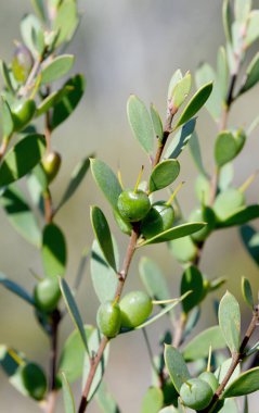 Avustralya doğumlu Lance Leaf Geebung, Persoonia Lanceolata, Proteaceae familyasından yeşil, yenilebilir meyve veya reçeteli Sydney kumtaşı fundalığı. Endemic New South Wales 'in doğusunda. Çalı çırpı, meyve çiğ yenir veya yerli Avustralyalılar tarafından pişirilir..